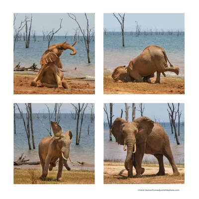 Очень радостный слон в лесу» — создано в Шедевруме
