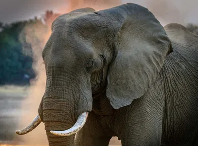 Счастливый Слон С Его Грудь Вверх — стоковые фотографии и другие картинки  Слон - Толстокожие животные - Слон - Толстокожие животные, Хобот,  Вертикальный - iStock