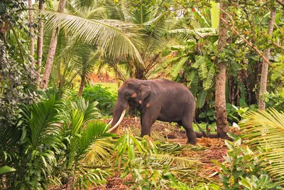 Довольный слон — Фото №191235