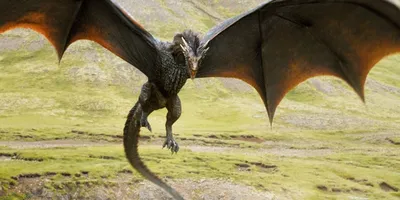 Фото дракона в hd качестве - драконий взгляд ваших гостей