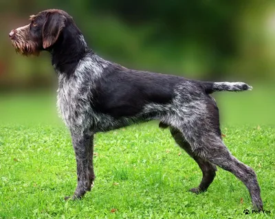 Дратхаар - это отличная охотничья порода собак, прекрасный компаньон для  семьи и детей.