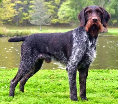 Дратхаар – универсальная порода охотничьих собак с добрым нравом, но  серьезным видом - YouTube