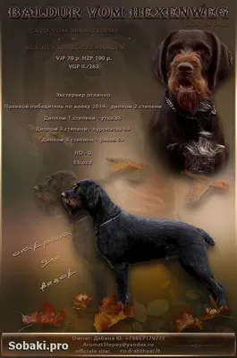 Табличка, Дратхаар Злая собака 110164892 купить за 83 900 сум в  интернет-магазине Wildberries