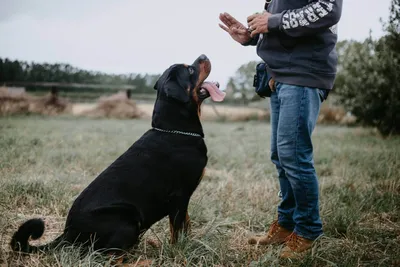 Дрессировка собак: как научить щенка командам | Royal Canin UA