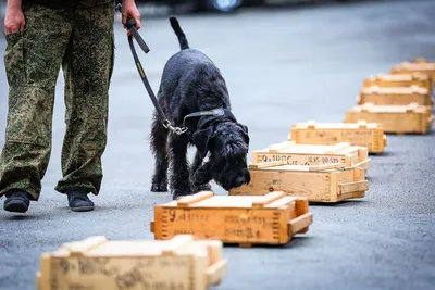 Дрессировка собак общий послушания! Общий курс: Договорная ᐈ Собаки |  Бишкек | 75260613 ➤ lalafo.kg