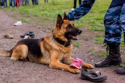 Курс воспитательной дрессировки щенка – занятие 14 - k-9.ru