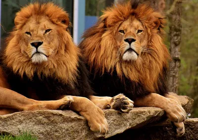 Фотообои Два льва на заказ любой размер, код:2408 | ЭкоПринт