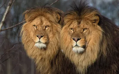 Львы на фотографии: разнообразие размеров и форматов | Два льва Фото  №511912 скачать