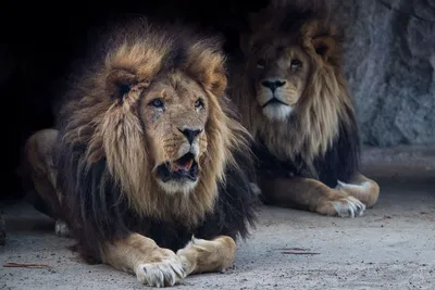 В зоопарке Лейпцига из вольеров сбежали два льва-самца