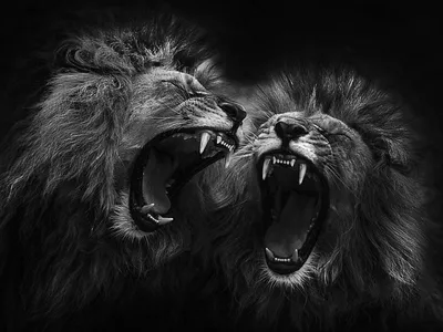 Два льва. Общение без слов (Феликс Азиатский) / Стихи.ру