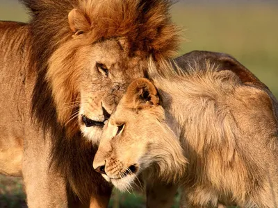 Вокруг света - Кения. Два льва прогуливаются по сафари-парку в Кении. На  самом деле они рычат, но фотограф поймал кадр так, что кажется, будто львы  смеются над шуткой. | Facebook
