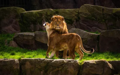 Два Льва - красивые фото