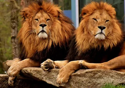 Два льва держат на спинах солнечный…» — создано в Шедевруме
