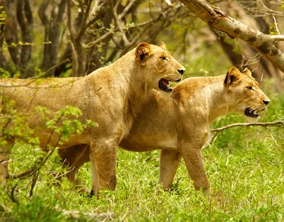 два льва смотрят друг на друга с нарисованными мордами, картинки львов и  тигров, лев, животное фон картинки и Фото для бесплатной загрузки
