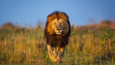 Львы сошлись в ожесточенной схватке из-за внимания самки — видео из Кении