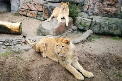Два льва сошлись в схватке ради внимания самки. Видео - 04.01.2020, Sputnik  Кыргызстан
