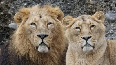 два льва вместе сидят, картинка льва и самки, лев, животное фон картинки и  Фото для бесплатной загрузки