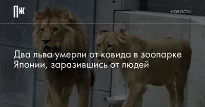 Ресторан Два Льва, Харьков - Отзывы о ресторане