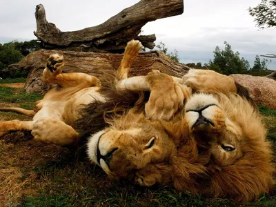 2 льва отдыхая, одного подвергая действию его живот Стоковое Фото -  изображение насчитывающей ангстрома, цвет: 110828958