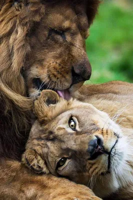 Два льва и два гепарда купаются в…» — создано в Шедевруме