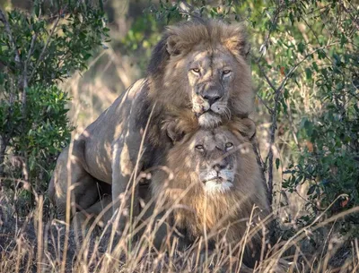 Два Льва любят друг друга - обои на телефон