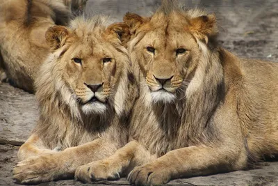 Онлайн пазл «Два льва»