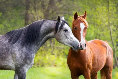 Фото лошадь два Животные