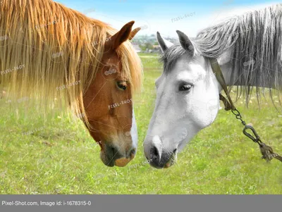 Купить Картины по номерам 40х50 «Две лошади» по привлекательной цене во  Владивостоке