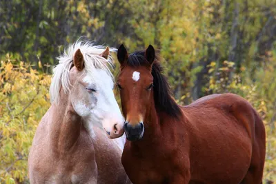Картинка лошадь два Морда животное 3840x2400