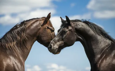 Две Лошади В Love — стоковые фотографии и другие картинки Лошадь - Лошадь,  Целовать, Голова человека - iStock