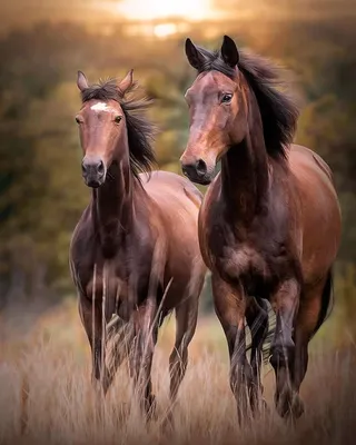 Картина из янтаря с лошадьми Ручная работа опытного мастера из драгоценного  камня на сайте Yantar.ua