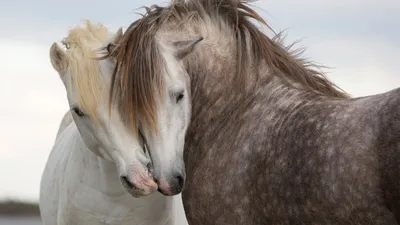две лошади стоят рядом друг с другом в поле, картинка чалых лошадей, лошадь,  животное фон картинки и Фото для бесплатной загрузки