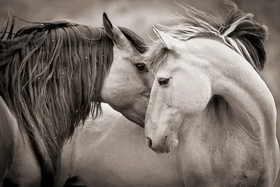Две Красивые Лошади Целуются Тротуаре стоковое фото ©ajdin-k 343886384