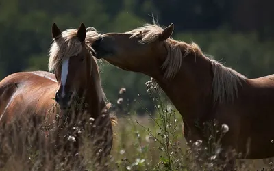 Две красивые лошади, крупным планом, на фоне зимнего поля и леса Stock  Photo | Adobe Stock