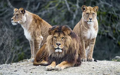 2 льва сидят на земле, картинка льва, лев, животное фон картинки и Фото для  бесплатной загрузки