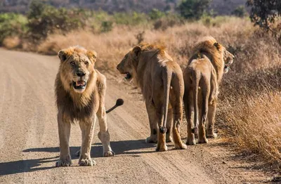 2 красивых льва смотрят прямо вперед, картинки африканских львов, лев,  животное фон картинки и Фото для бесплатной загрузки