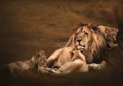 В Кишиневском зоопарке скончались две львицы и лев - Nokta