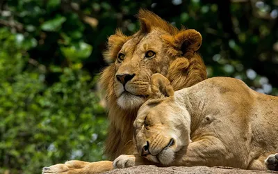 Бесплатные Лев и львица 2 стоковые фотографии | FreeImages