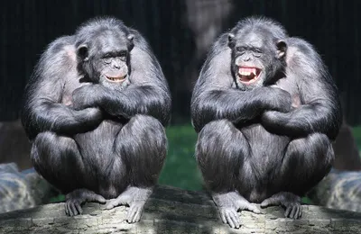 Две обезьяны фото фотографии