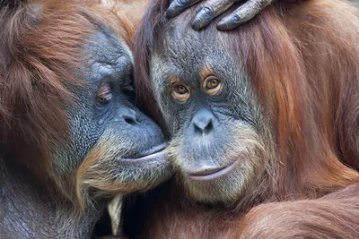 2 обезьяны в зоопарке - 2 обезьяны Chimpanse внешней Стоковое Фото -  изображение насчитывающей шерсть, бело: 108921304