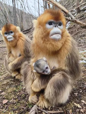 Биологи объяснили, как обезьяны узнают своих близких в лицо
