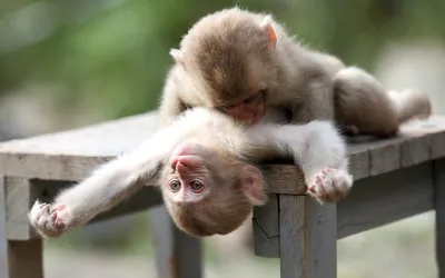 Дикие обезьяны на Шри Ланке