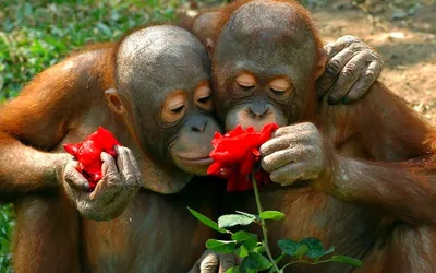 2 обезьяны обнимая один другого Стоковое Изображение - изображение  насчитывающей отношение, смешно: 144799585