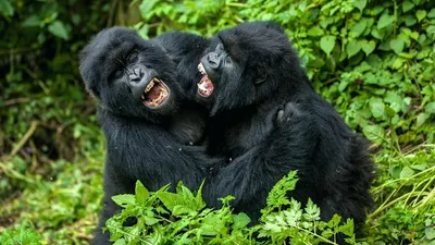 Две обезьяны орангутан едят торт, …» — создано в Шедевруме