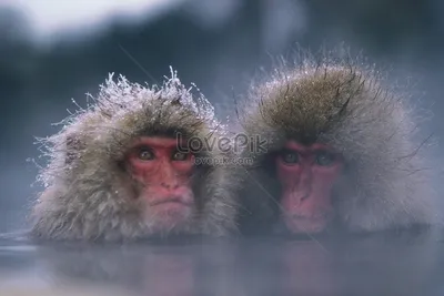 Две обезьяны целуются по-арабски» — создано в Шедевруме