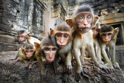50 фактов про обезьян | Мир животных | Дзен
