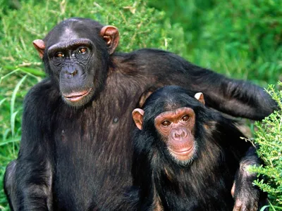 обезьяны 2 стоковое изображение. изображение насчитывающей млекопитающее -  19481221