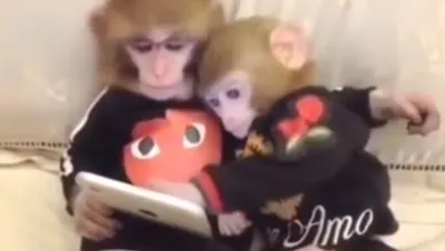 Two monkeys taking a selfie on Craiyon