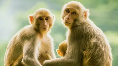 Две смешные обезьяны - красивые фото
