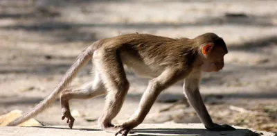 https://www.zoomtventertainment.com/lifestyle/health-fitness/monkey-fever-claims-2-lives-in-karnataka-heres-everything-you-need-to-know-about-the-deadly-disease-article-107489085